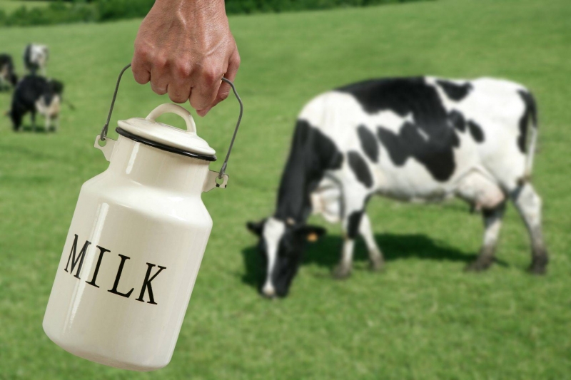 sự thật về sữa bò, công nghiệp sữa, Bài chọn lọc, 